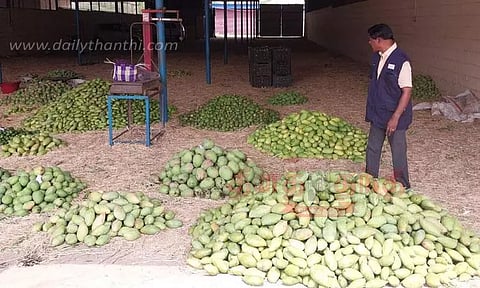 கார்பைடு கல் வைத்து பழுக்க வைத்த மாம்பழங்கள் பறிமுதல்