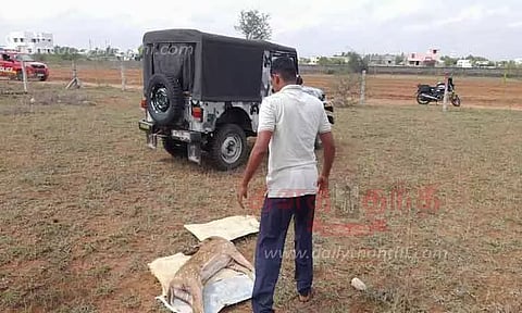 சுற்றி திரிந்த மான், நாய் கடித்து பலி