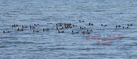 இரை தேட குவிந்த நாமக்கோழி பறவைகள்