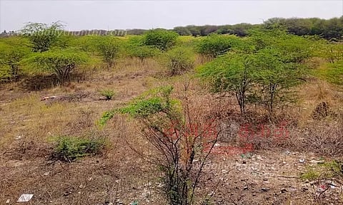 கருவேல மரங்களின் ஆக்கிரமிப்பில் கண்மாய்