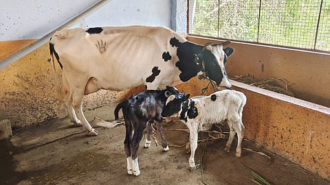 சூளகிரி அருகேஒரே பிரசவத்தில் 2 கன்றுகளை ஈன்ற பசு
