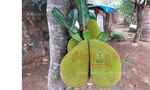 ஒரே காம்பில் 2 அதிசய பலாக்காய்கள்