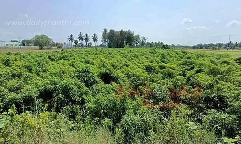 மிளகாய் விளைச்சல் அமோகம்