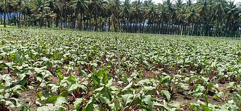 கம்பம் அருகேசொட்டு நீர் பாசனம் மூலம் பீட்ரூட் சாகுபடி