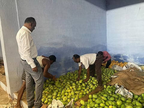 எத்திலீனை பயன்படுத்தி பழுக்க வைத்த1,766 கிலோ மாம்பழங்கள் அழிப்பு