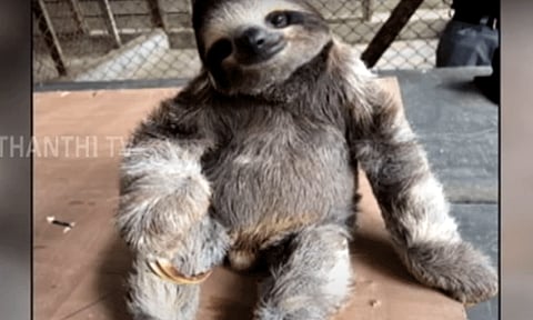 "கரடி ரோமத்தில் வீரியம் மிக்க மருந்து" - மருத்துவ உலகில் புதிய புரட்சி