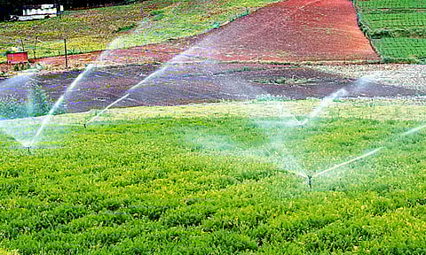 இந்தியாவில் முதன்மை மாநிலம்: தோட்டக்கலை பயிர்கள் உற்பத்தியில் அசத்தும் தமிழகம் - மேம்பட்ட புதிய திட்டங்களை புகுத்தவும் இலக்கு