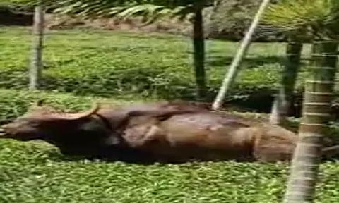 சேற்றில் சிக்கிய காட்டெருமை மீட்பு