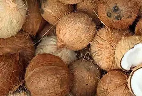 வரத்து குறைவால் தேங்காய் பருப்பு விலை உயர்வு