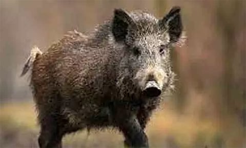 காட்டுப்பன்றிகளால் பயிர்கள் சேதம்