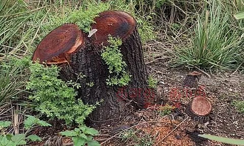 ஏரிக்கரையில் வேலமரங்கள் வெட்டியவர்கள் மீது நடவடிக்கை எடுக்க வேண்டும்
