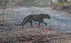 சிறுத்தைப்புலி நடமாட்டம் எதிரொலியால் ஒலிபெருக்கி, தண்டோரா மூலம் கிராம மக்களுக்கு போலீசார் எச்சரிக்கை