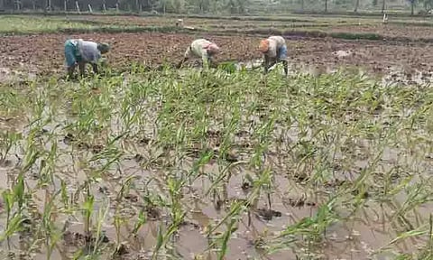 சோளம் நடவு பணி