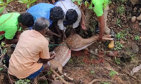 கிணற்றில் விழுந்த புள்ளிமான் உயிருடன் மீட்பு