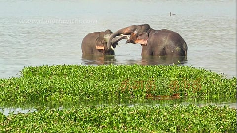 கிருஷ்ணகிரி அருகே தேவசமுத்திரம் ஏரியில் 2 காட்டு யானைகள் முகாம் வனப்பகுதிக்கு விரட்டும் பணி தீவிரம்