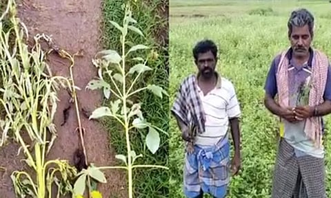 திருவாரூரில் 5,000 ஏக்கர் எள் சாகுபடி பாதிப்பு - விவசாயிகள் கவலை