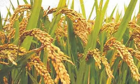 தரமான விதை இல்லையென்றால் மகசூல் பாதிக்கும்