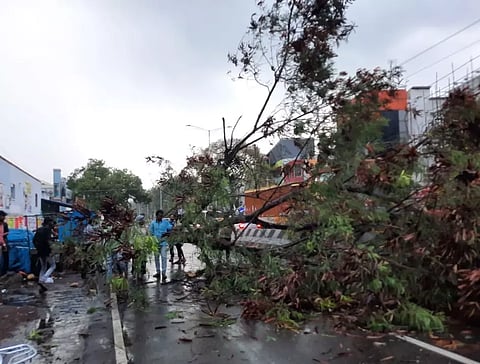 தேனியில் பலத்த மழை:சாலையில் வேரோடு சாய்ந்த மரம்:பெண் காயம்