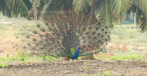 நீள தோகை விரித்தாடிய நீலமயில்