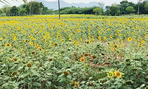 பூத்துக்குலுங்கும் சூரியகாந்தி பூக்கள்