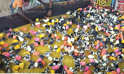 கண்ணைக்கவர்ந்த கோழிக்குஞ்சுகள்
