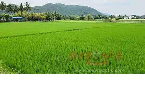 பச்சை பசேலென்று காட்சியளிக்கும் நெற்பயிர்கள்