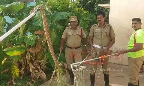 கண்ணாடி விரியன் பாம்பு பிடிபட்டது