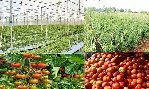 ஆண்டுதோறும் தக்காளி சீராகக் கிடைக்க தோட்டக்கலைத்துறை நடவடிக்கை; விவசாயிகளுக்கு மானியம் வழங்கவும் திட்டம்
