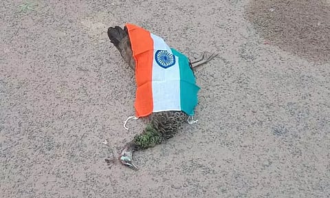 மின்சாரம் தாக்கி செத்த மயிலுக்கு போலீசார் மரியாதை