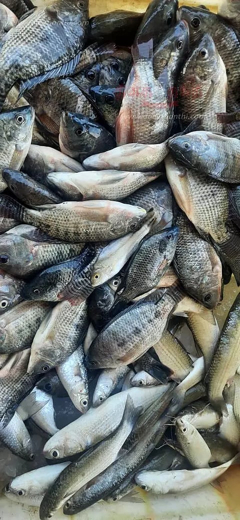 வேதாரண்யத்தில், நாட்டு மீன்கள் விற்பனை அமோகம்