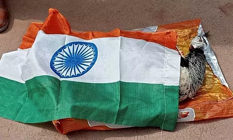 மின்சாரம் தாக்கி மயில் செத்தது