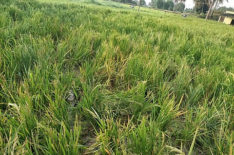 சூளகிரி அருகேவிளை நிலங்களுக்குள் புகுந்து காட்டு யானை அட்டகாசம்அடர்ந்த வனப்பகுதிக்கு விரட்ட விவசாயிகள் கோரிக்கை