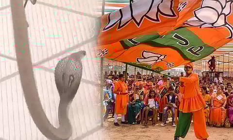 கர்நாடகா தேர்தல்: பாஜக அலுவலகத்திற்குள் நுழைந்த நாகப்பாம்பு ; கட்சியினர் அலறியடித்து ஓட்டம்