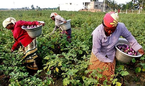 கத்தரிக்காய் அறுவடை பணி மும்முரம்