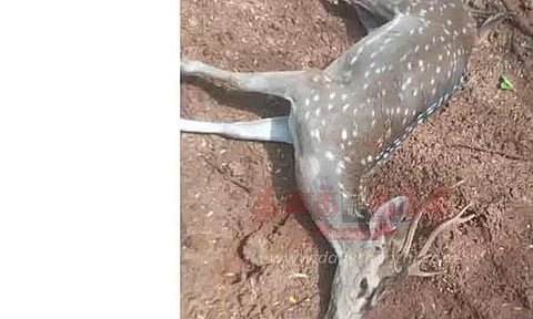 நாய்கள் கடித்து புள்ளிமான் பலி