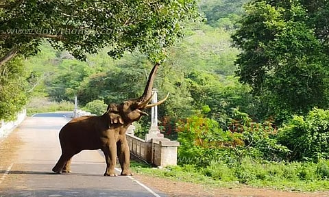 சாலையில் உலா வந்த காட்டு யானை