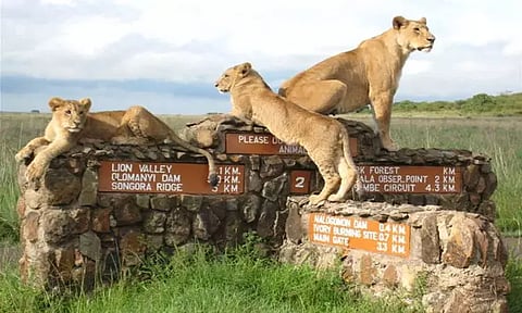 கென்யாவில் 40 ஆண்டுகளில் இல்லாத வறட்சி... ஊருக்குள் புகுந்த 11 சிங்கங்களை சுட்டு கொன்ற மக்கள்