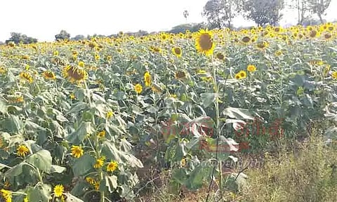 தொடர்மழையினால் சூரியகாந்தி விளைச்சல் அமோகம்