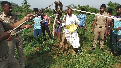 12 அடி நீள மலைப்பாம்பு பிடிபட்டது