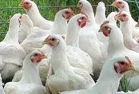 திருவாரூரில், கோழிக்கறி விலை கிடுகிடு உயர்வு