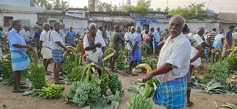 வாழைத்தார்கள் விலை குறைந்தது