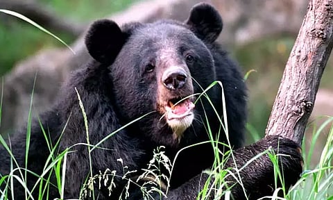 விலங்குகள் பரிமாற்ற திட்டத்தின் கீழ் மைசூருவில் இருந்து வண்டலூருக்கு கொண்டு வரப்படும் ஒரு ஜோடி கரடி