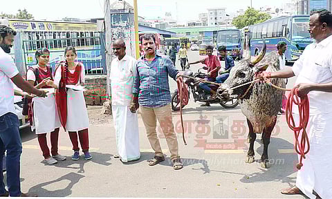 ஜல்லிக்கட்டு ஆர்வலர்கள் பட்டாசு வெடித்து கொண்டாட்டம்