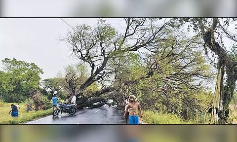 திருத்தணி, ஆர்.கே.பேட்டையில் சூறைக்காற்றுடன் கனமழை - சாலையில் மரம் சாய்ந்ததால் போக்குவரத்து பாதிப்பு
