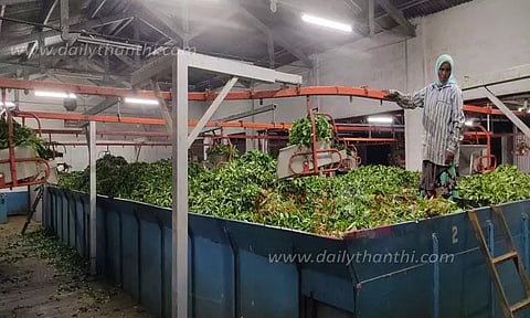 பச்சை தேயிலை மகசூல் அதிகரிப்பு