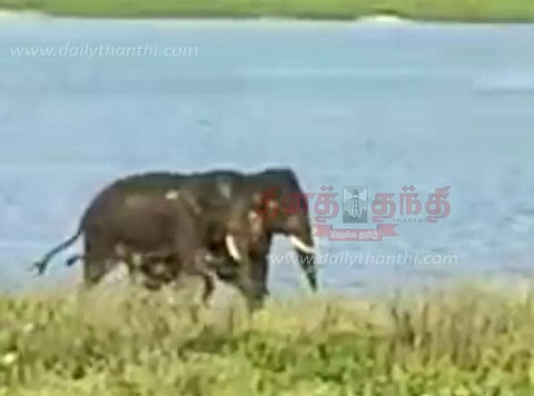 தளி பெரிய ஏரியில் 2 யானைகள் முகாம்