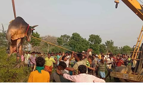 லால்குடி அருகே நடந்த ஜல்லிக்கட்டில் 2 காளைகள் சாவு; கிணற்றில் விழுந்த மற்றொரு காளை உயிருடன் மீட்பு