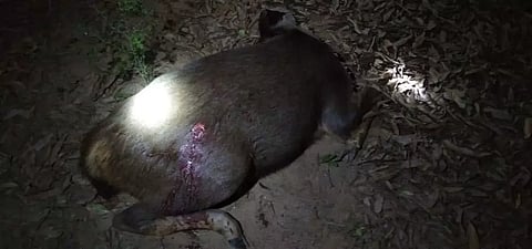 ஆரல்வாய்மொழி அருகே துப்பாக்கியால் சுட்டு மிளாவை வேட்டையாடிய கும்பல் வனத்துறையினர் தீவிர விசாரணை