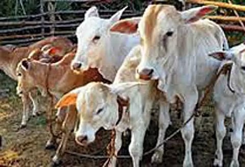 மின்னல் தாக்கி 2 மாடுகள் செத்தன