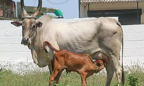 காங்கயம் இன மயிலை பசுமாடுரூ.72 ஆயிரத்திற்கு விற்பனை